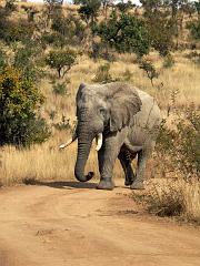 090516_Pilanesberg 155
